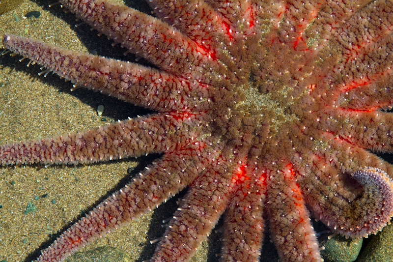 Sunflower Star Detail